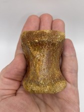 Fossil vertabrae bone for sale Fossil vertabrae bone for sale  MAIDSTONE