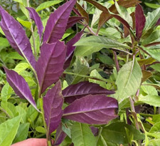 Starter plant okinawa for sale  Howey in the Hills