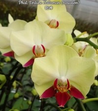Taiwan rchidee phalaenopsis gebraucht kaufen  Seligenstadt