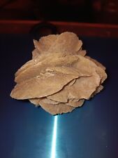 Large desert rose for sale  Youngstown