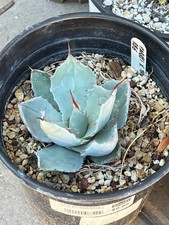 Agave ovatifolia parryi for sale  Salt Lake City