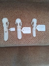 Taxidermy stuffing skeletons for sale  SAXMUNDHAM