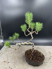 Scots pine bonsai for sale  HULL