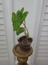 Burle marx philodendron for sale  Englewood