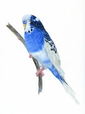 Blue white budgie for sale  YEOVIL