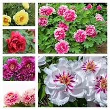 tree peony for sale tree peony for sale USA
