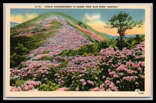 Purple rhododendron bloom for sale  Cecilia