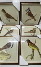 Bird illustrations print for sale  Los Angeles