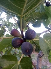 Cortes de figueira X3 Borda Barraquer Ficus Carica comprar usado  Enviando para Brazil