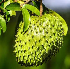 Giant soursop guanabana d'occasion  Expédié en Belgium