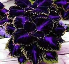 Black purple coleus for sale  Marietta