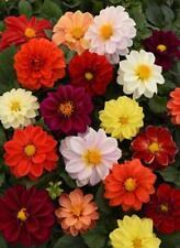 Dahlia variabilis seeds for sale  WALLASEY