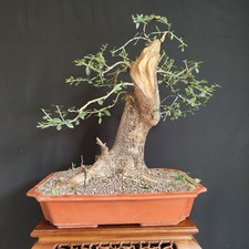 Pre bonsai esemplare usato  San Pancrazio Salentino