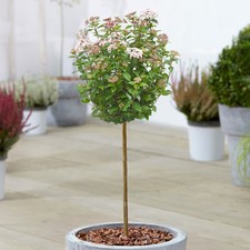 Viburnum tinus tree for sale  UK