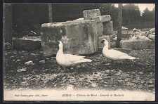 Old postcard auros d'occasion  Expédié en Belgium