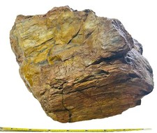 Golden petrified wood for sale  Canby
