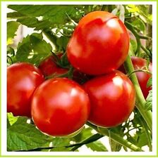 Tomato plants campbell for sale  BRISTOL