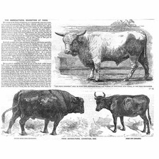 Prize cattle west for sale  GLASGOW