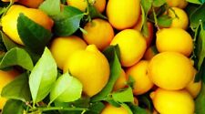 Limoni sicilia 4kg usato  Riesi