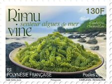 Polynesia 2023 polynesie d'occasion  Lille-