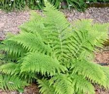 Lady fern bare for sale  Mcminnville