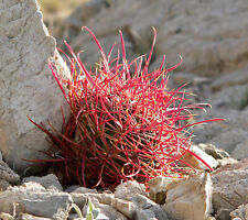 Ferocactus cylindraceus bussol usato  Italia