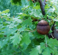 Quercus gussonei gussone usato  Napoli