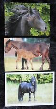 Postkarten fell pony gebraucht kaufen  Limburg a. d. Lahn