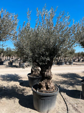 Ancient olive tree for sale  GREENFORD