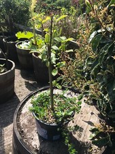 Cornus sanguinea common for sale  KIRKCUDBRIGHT