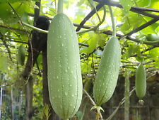 Gourd luffa sponge for sale  SALISBURY