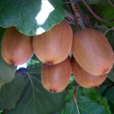 Pianta kiwi tomuri usato  Maddaloni