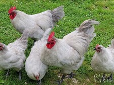 mix hatching breed eggs for sale mix hatching breed eggs for sale Millersville