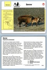 Serow 114.2 mammals for sale  SLEAFORD