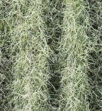 Saco de 1 galão fresco Carolina do Norte vivo musgo espanhol planta ar artesanato decorativo comprar usado  Enviando para Brazil