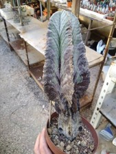 Astrophytum myriostigma var. usato  Civitanova Marche
