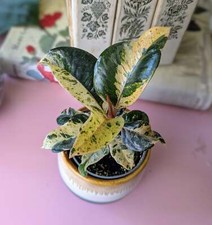 Ficus elastica schrijveriana for sale  GREAT YARMOUTH