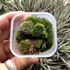 Live moss terrariums for sale  WESTON-SUPER-MARE