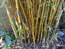 Clumping bamboo bambusa for sale  Upland