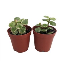 Spekboom miracle plant for sale  Wadsworth