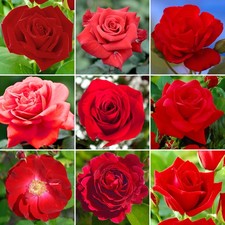 Gorgeous potted rose for sale  UK