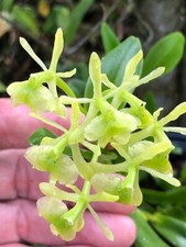 Orchid plants epidendrum for sale  USA