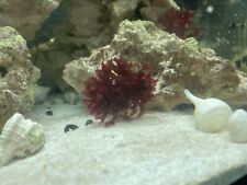 Red dragons breath for sale  Poynette