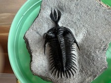 Walliserops trifurcatus, sp curto Tridente Trilobita Marrocos na matriz comprar usado  Enviando para Brazil