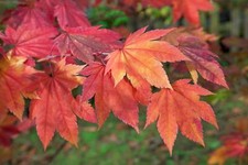 Acer japonicum indian gebraucht kaufen  Westerstede