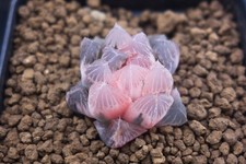 haworthia for sale haworthia for sale Albrightsville