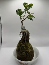 Banyan bonsai moss for sale  LIVERPOOL