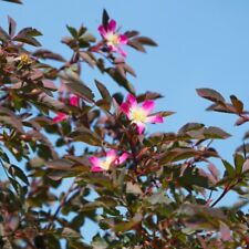 Hedge rose rosa for sale  IPSWICH