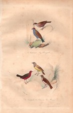 Stampa antica uccelli usato  Lecco