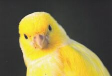 Kanarienvogel postcard postkar gebraucht kaufen  Deutschland
